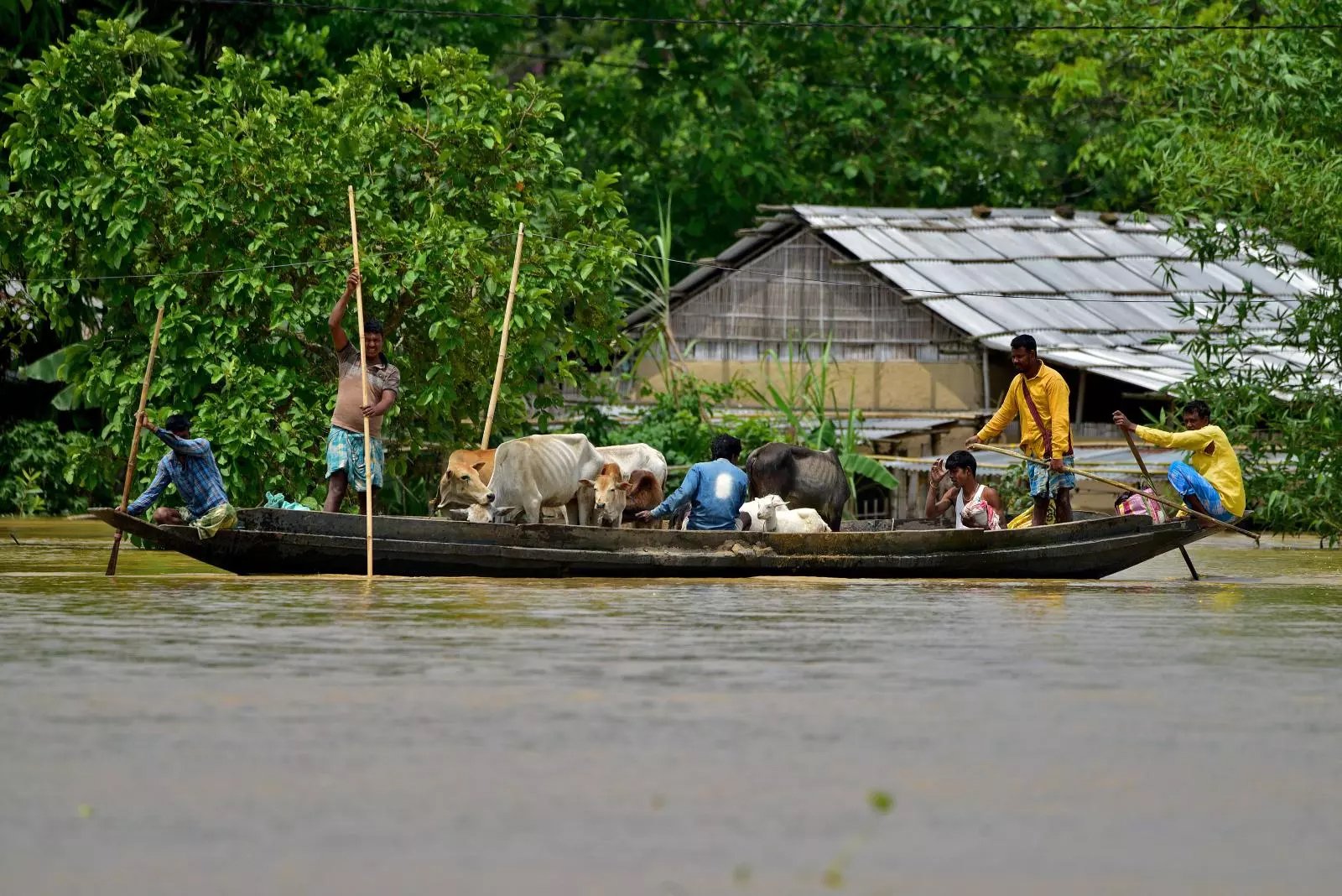 Flood-affected people and livestock are ferried across a flooded field after heavy rains in Nagaon district, in India’s northeastern state of Assam, on 19 May 2022