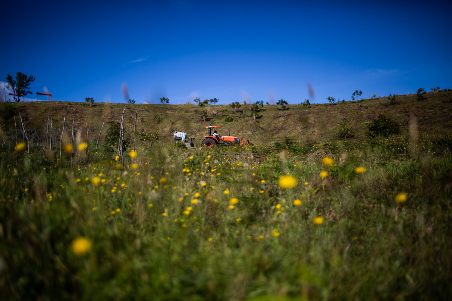 The Hass avocado farm run by ex-FARC fighters in Caldono, northern Cauca.