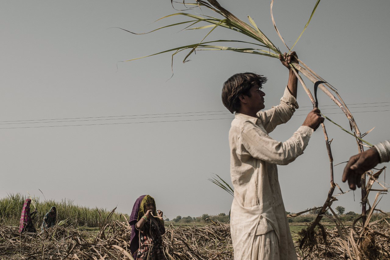 farmer working in Pakistan field after the floodings 