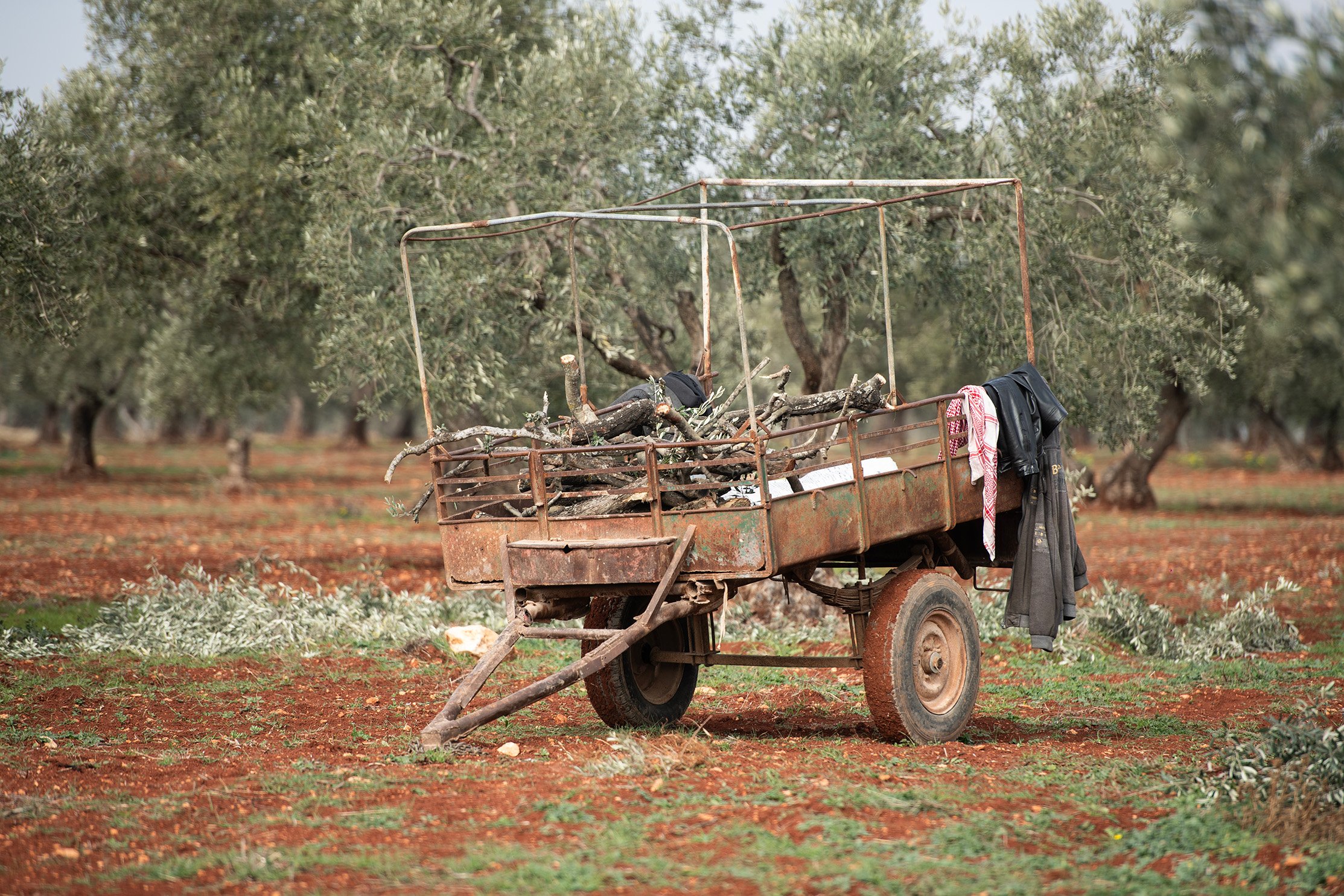 A cart with branches and other items stands in an olive tree field.