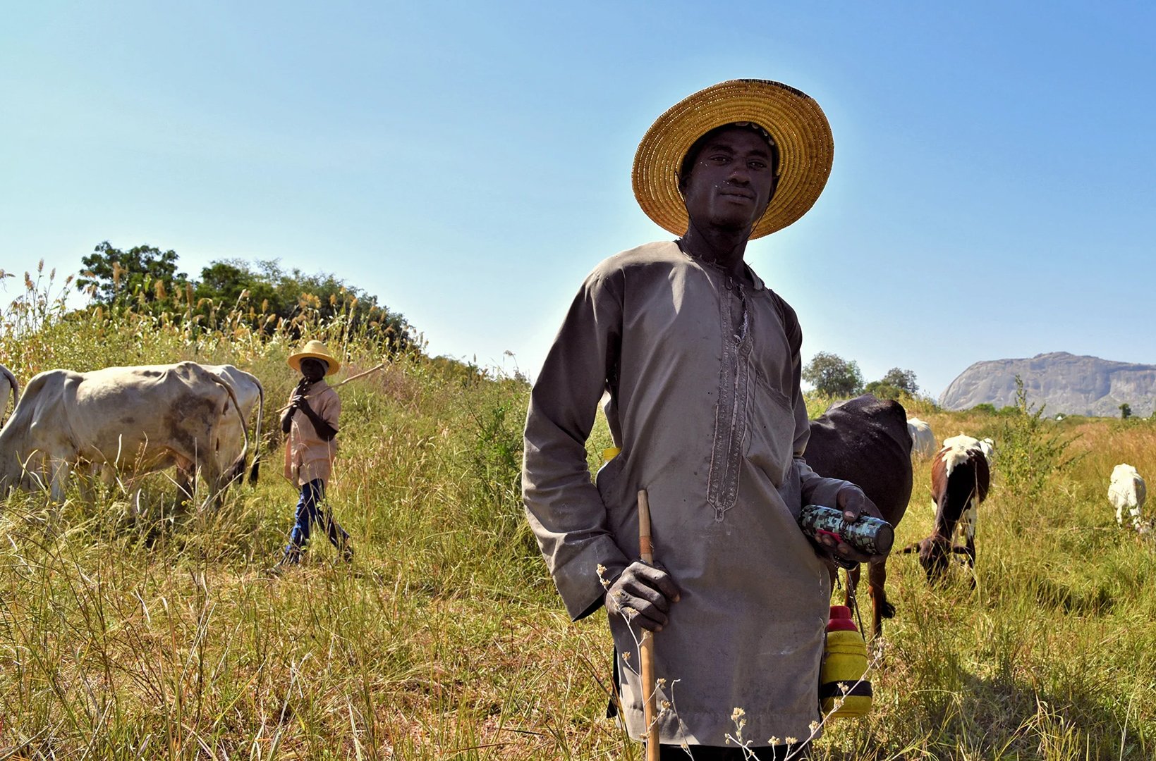 An image of a Fulani herder standing in a field while cattle graze behind him.