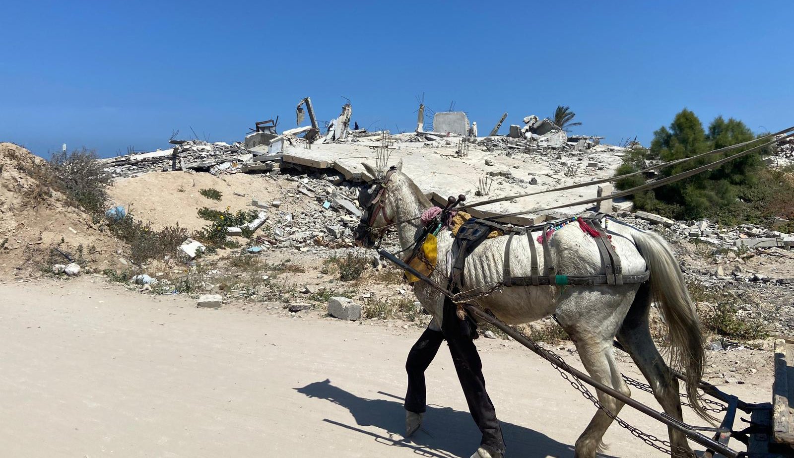 A photo of destruction and an emaciated donkey in northern Gaza that Rita took before evacuating at the end of April.