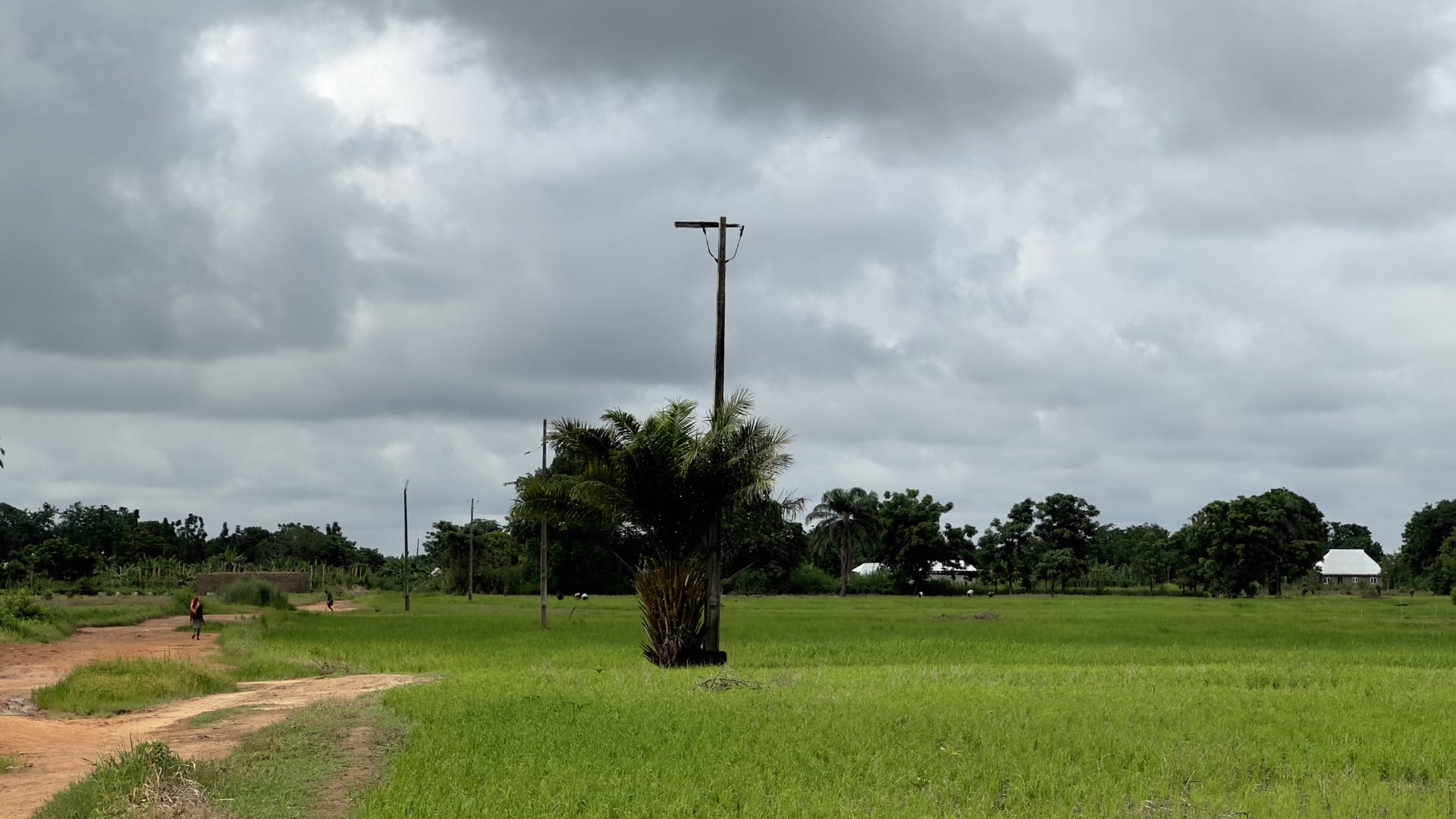 A photo of unused utility poles in Unale. 