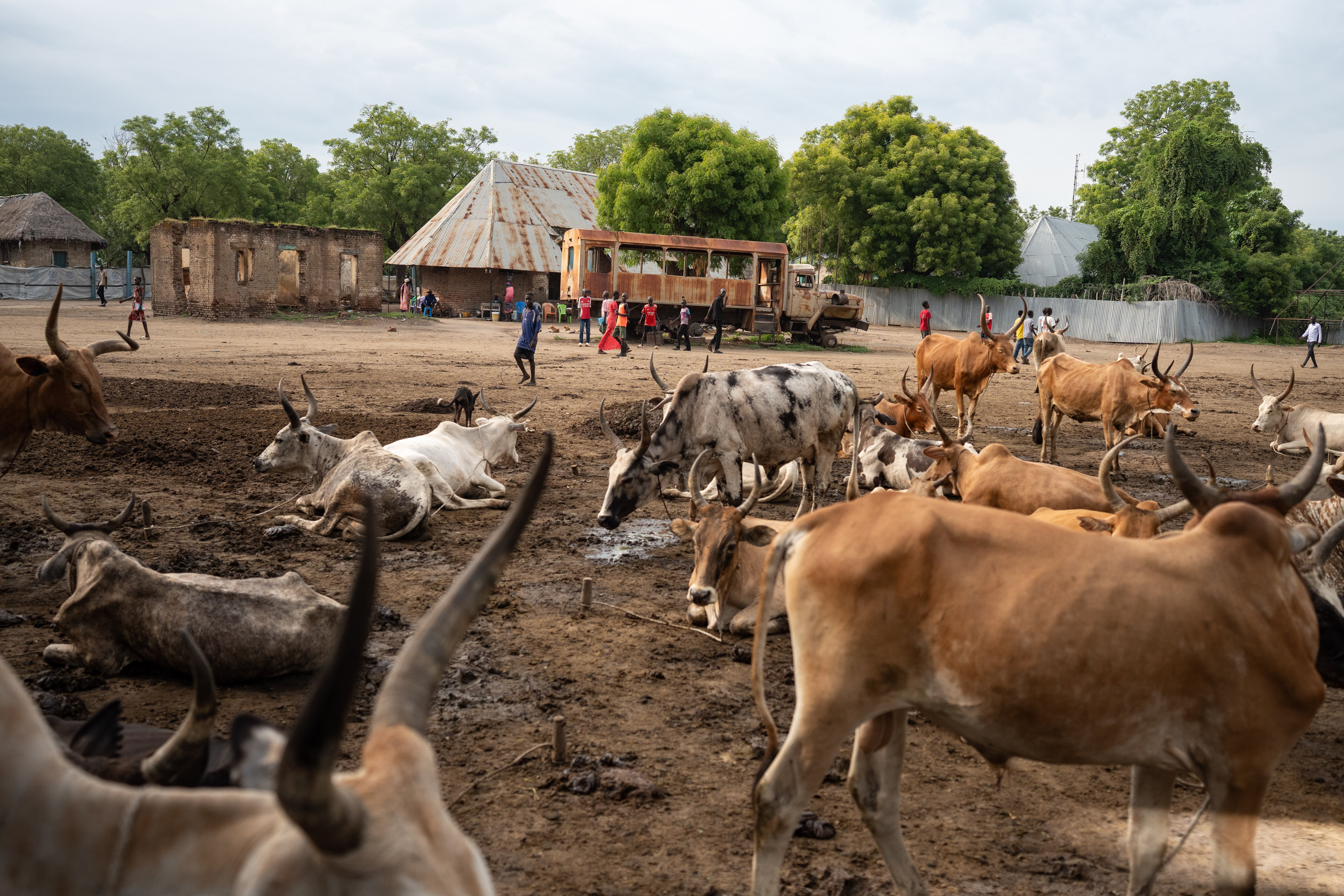 Cattle resting