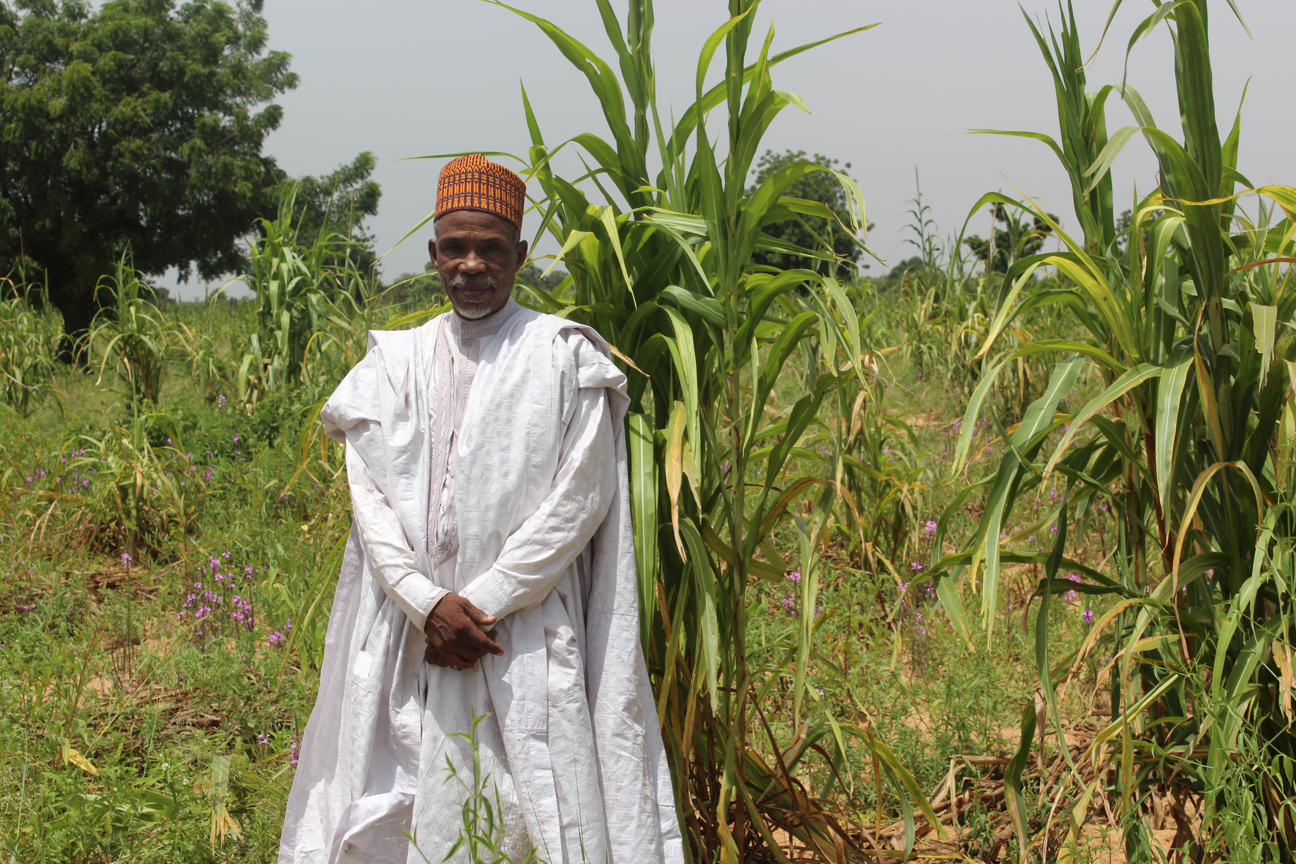 Nigerian farmer in his maize field