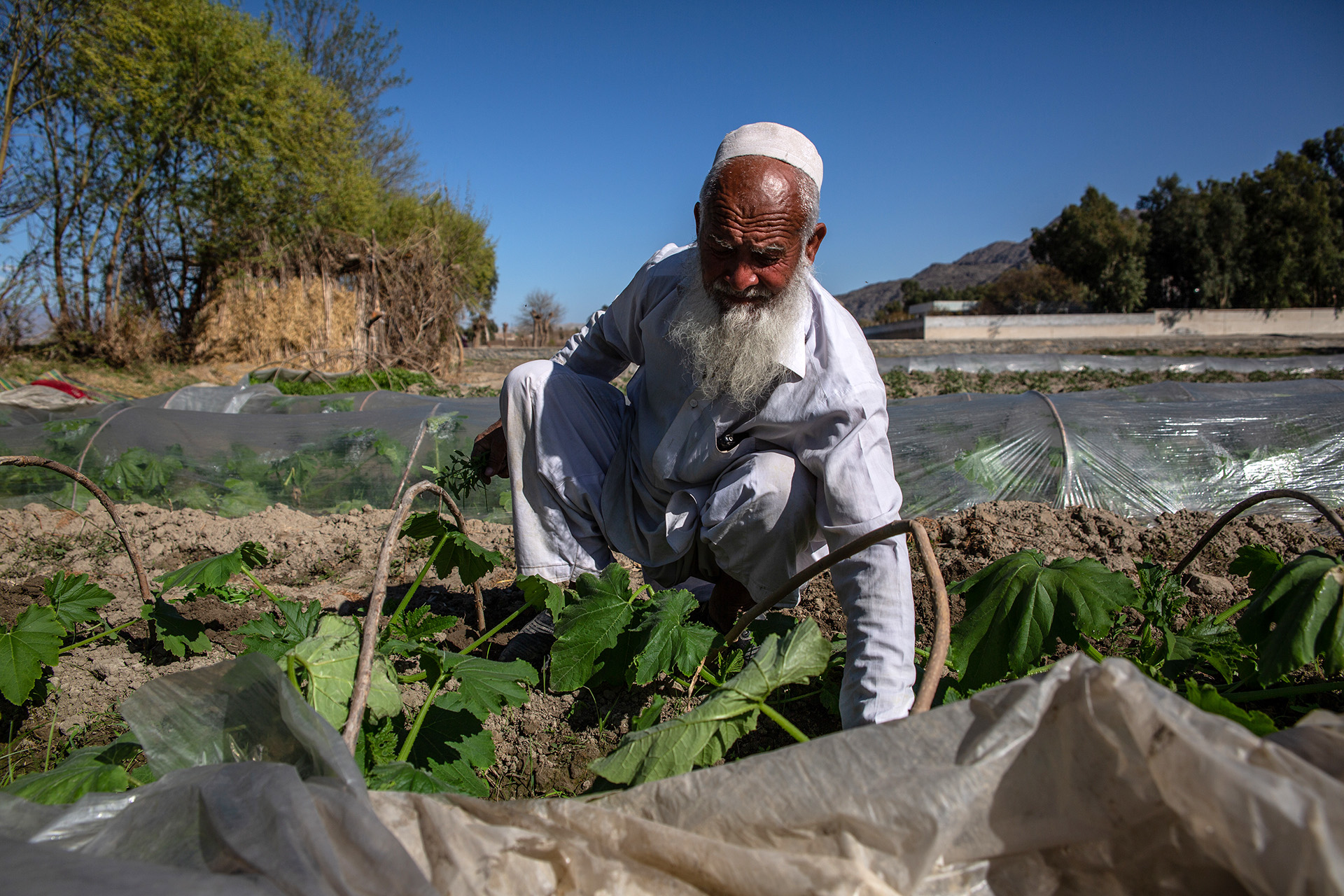 Mohammed Harun, 60, inspects his crops in Afghanistan's Laghman Province. Farmers worry there won't be enough water to grow their harvests.