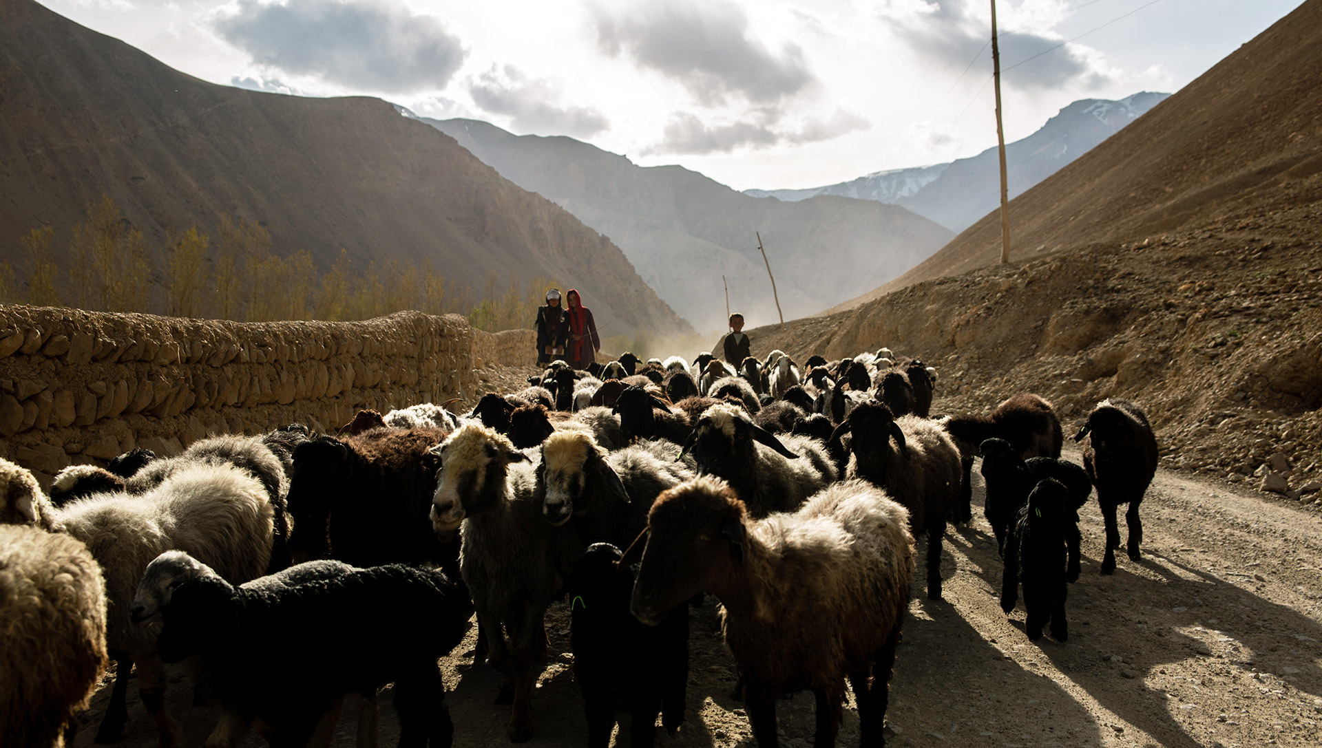 Herders watch over their livestock in Bamyam Province, Afghanistan. During severe droughts, herders are often forced to sell their livestock in order to cope, leaving them with little to rebuild their lives