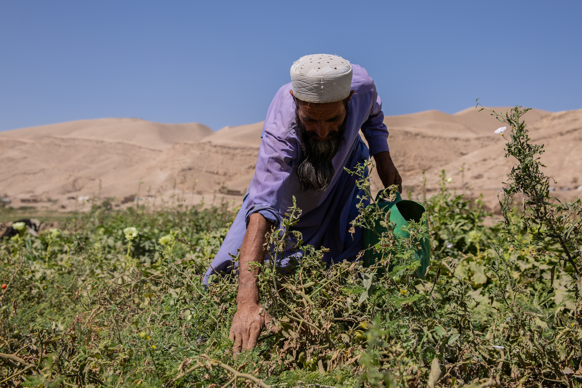 A man in Afghanistan picks from his vegetable plot