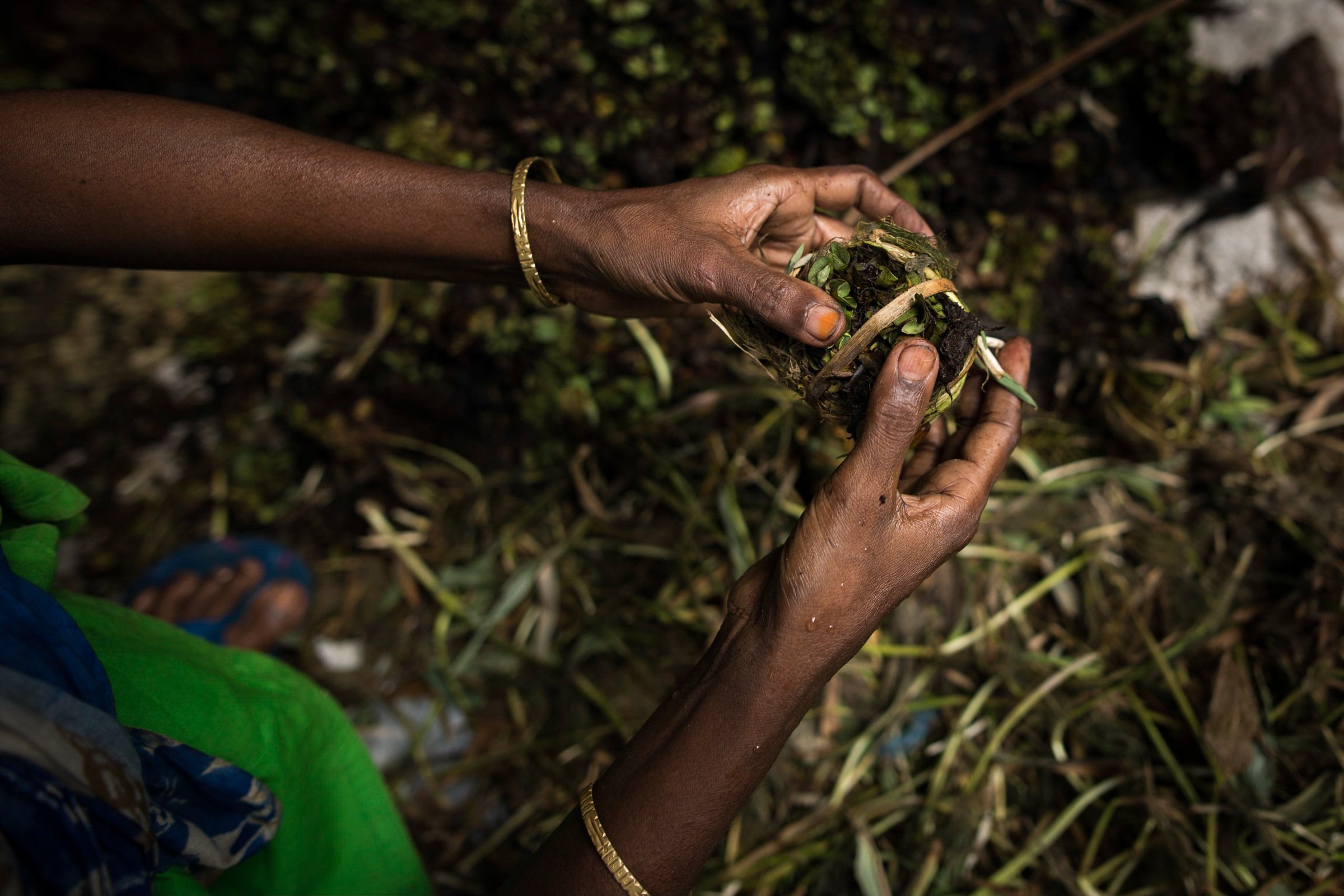 Photo of farmer's hands preparing daula in Bangladesh