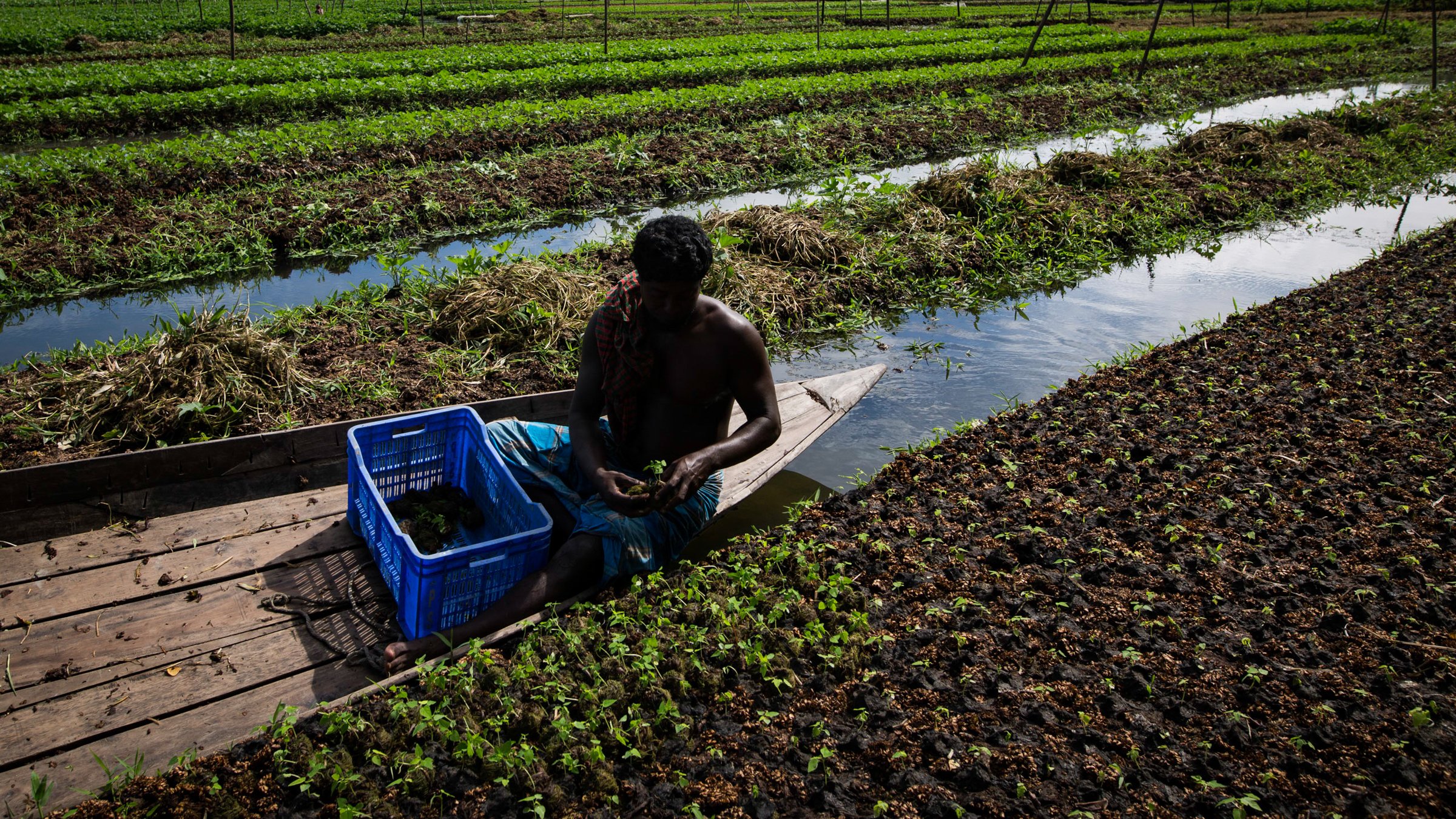 Photo of farmer in Bangladesh on a boat in crops.