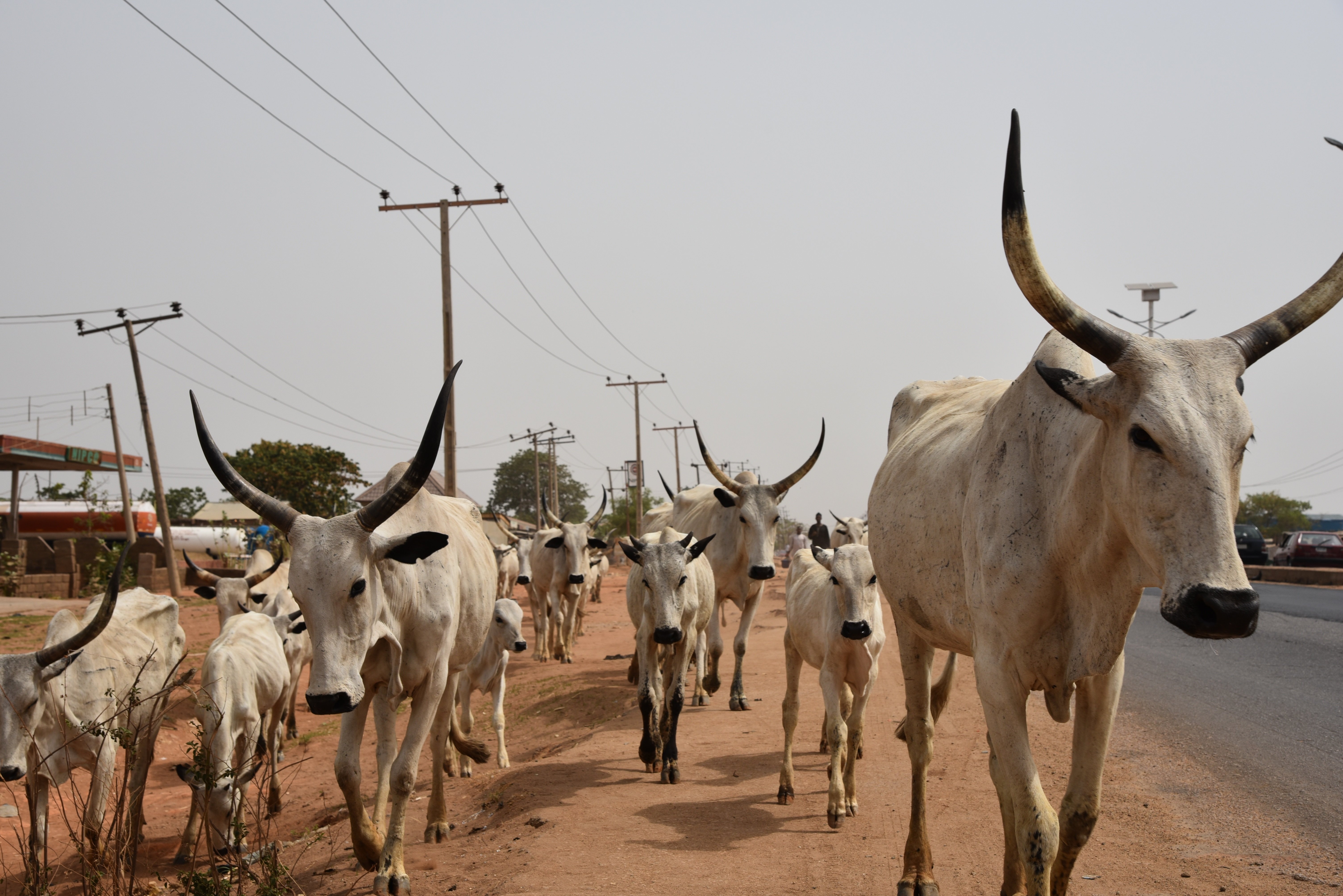 Fulani cows Fulani cows