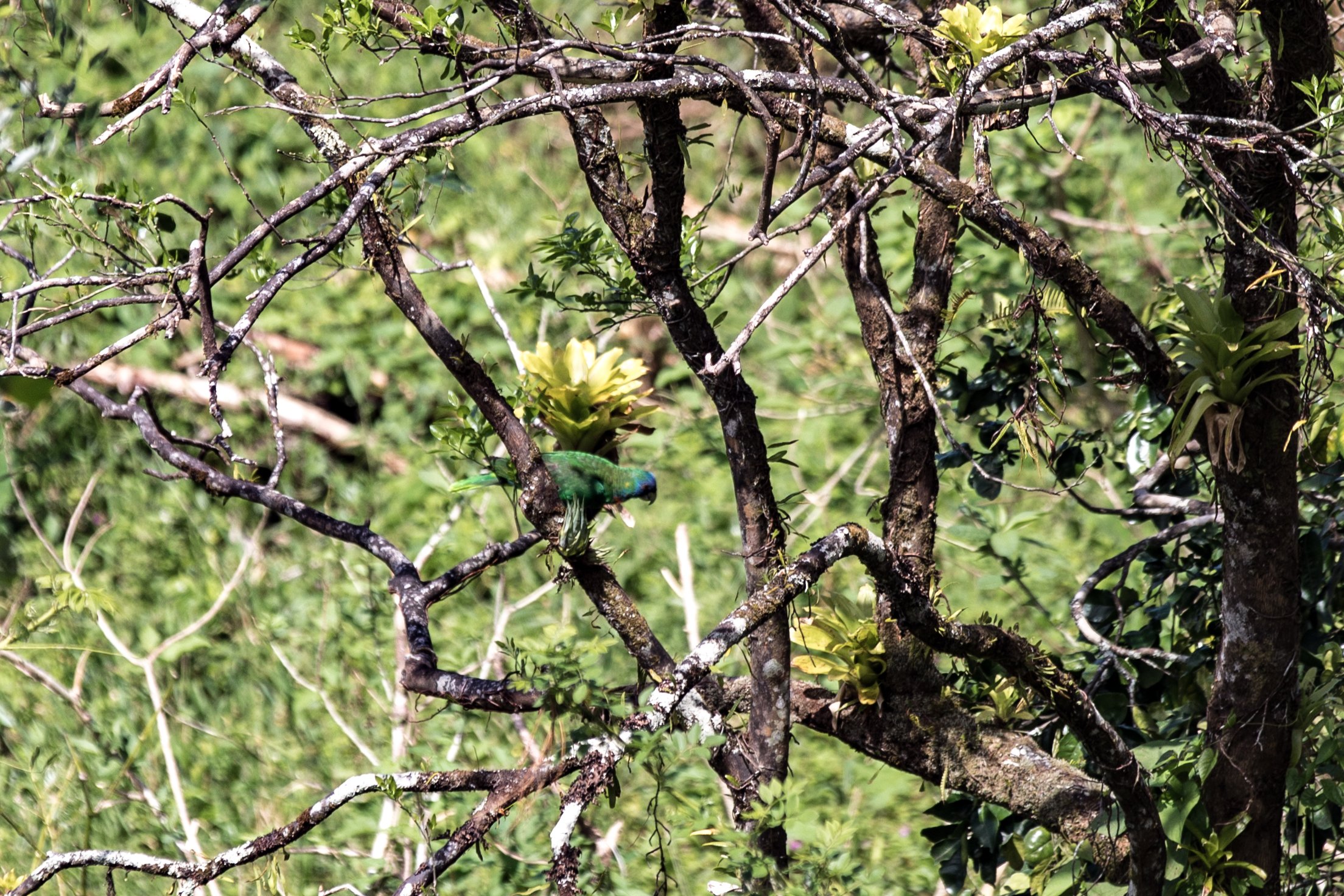 Jaco parrot in a tree in Dominica after Hurricane Maria