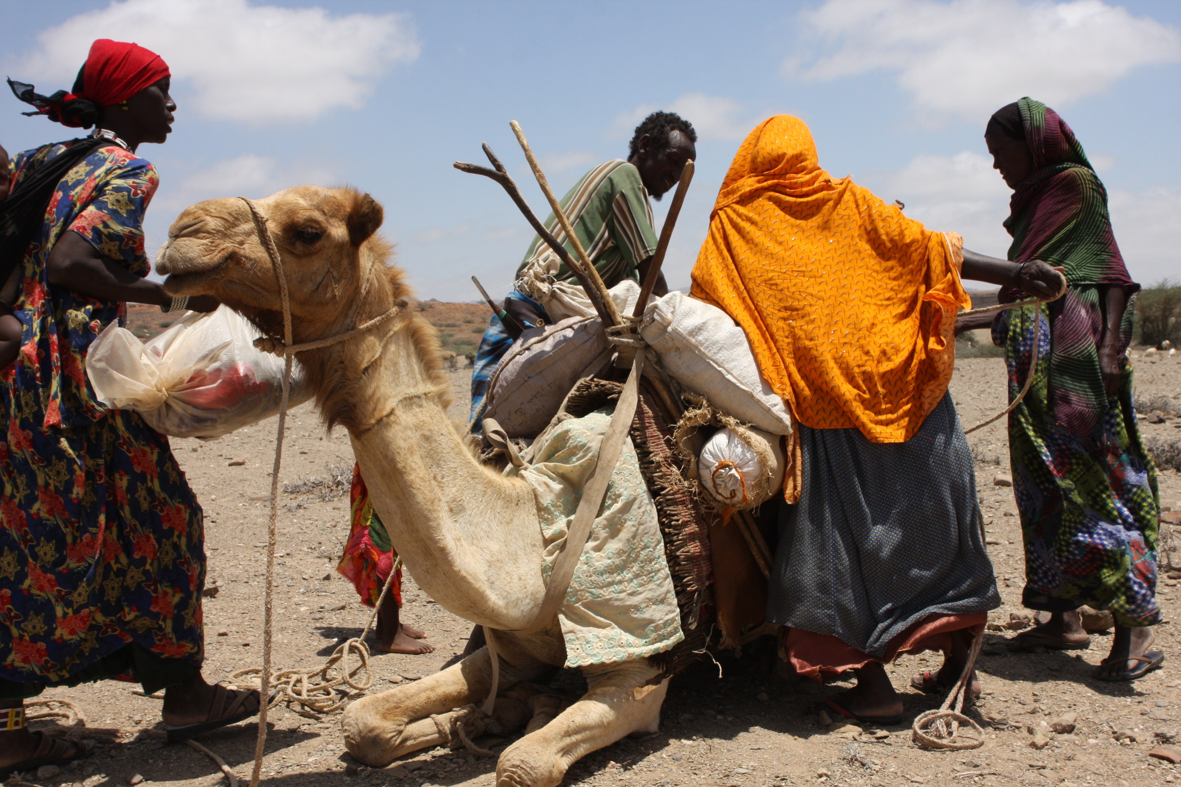 Pastoralists load their camel Pastoralists load their camel