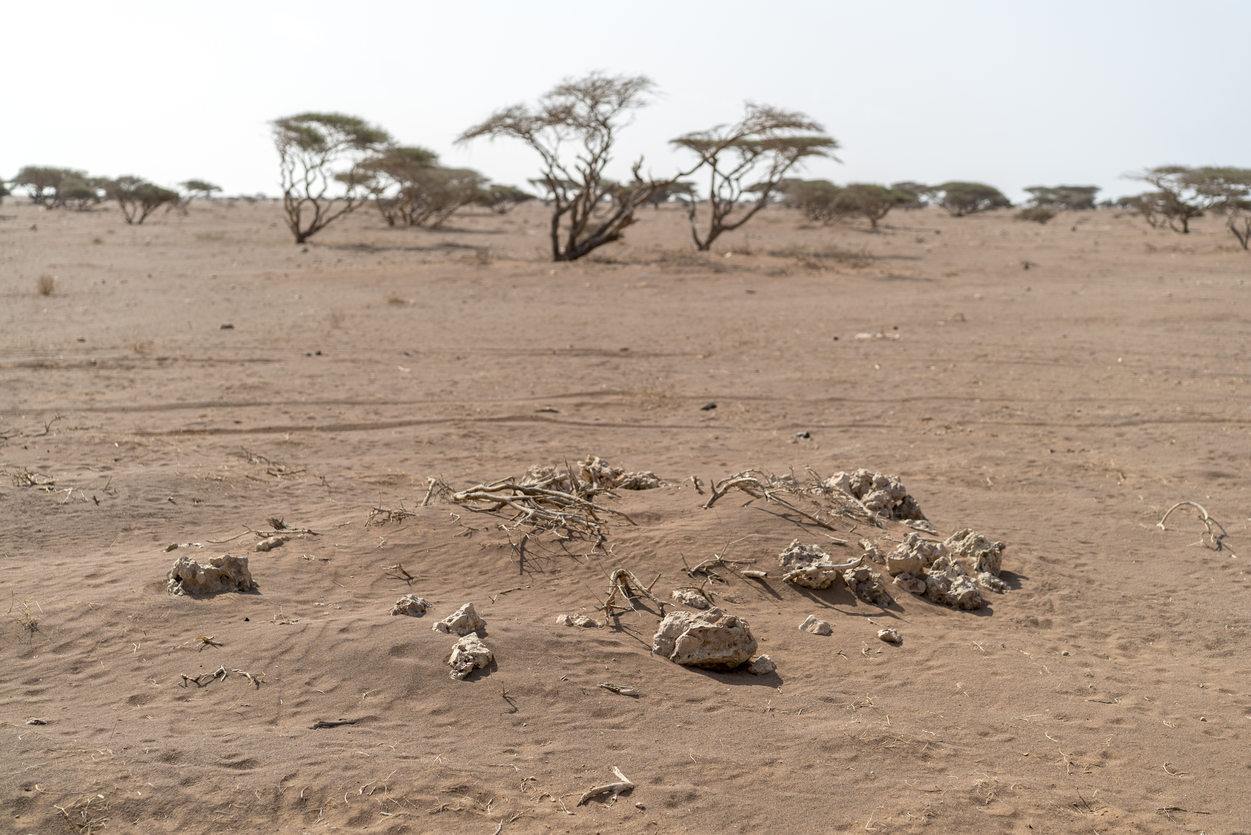 A sandy, arid scene with trees in the background and mixed material buried in the foreground