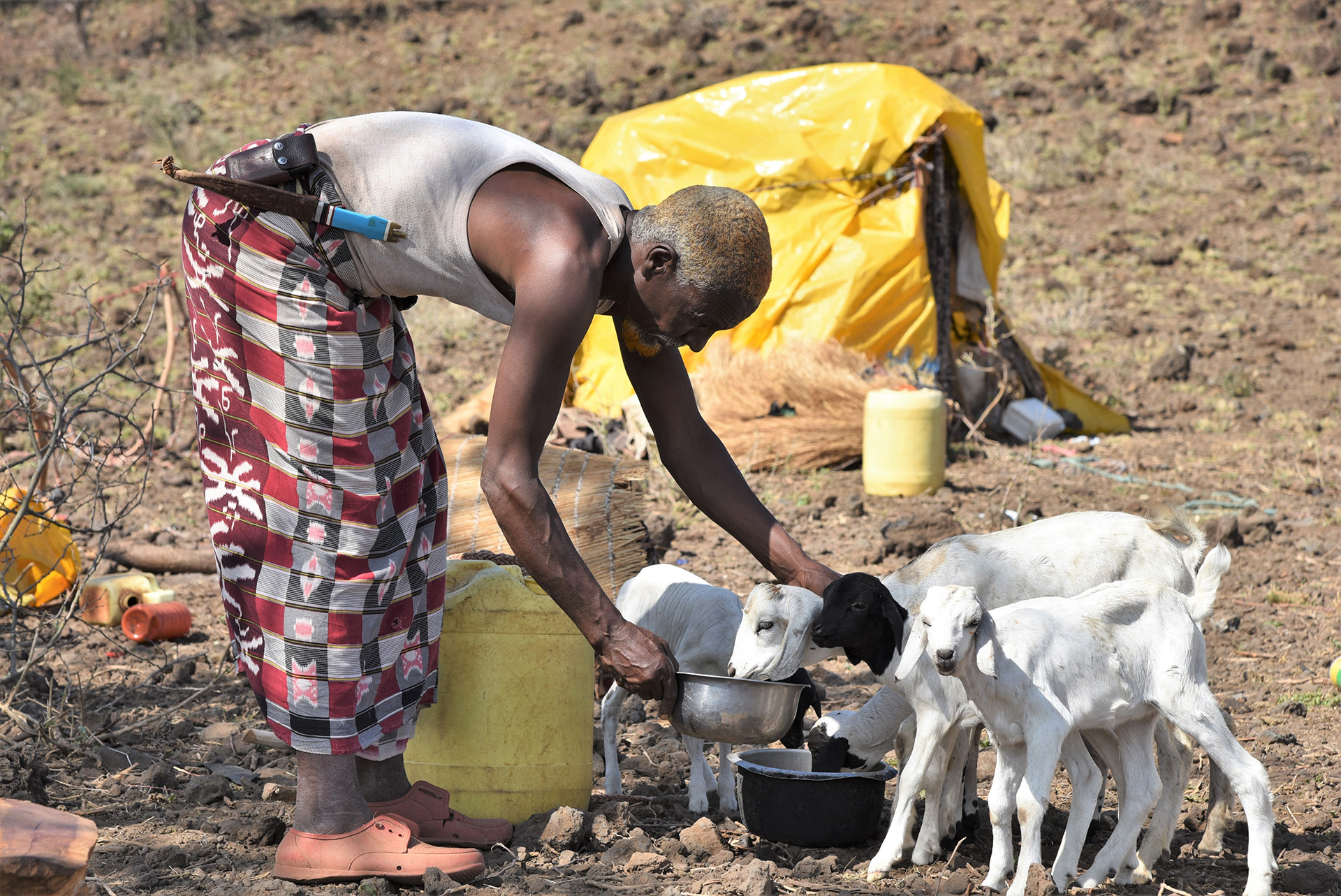 A man gives water to his lambs in Kenya after losing 150 animals to drought.