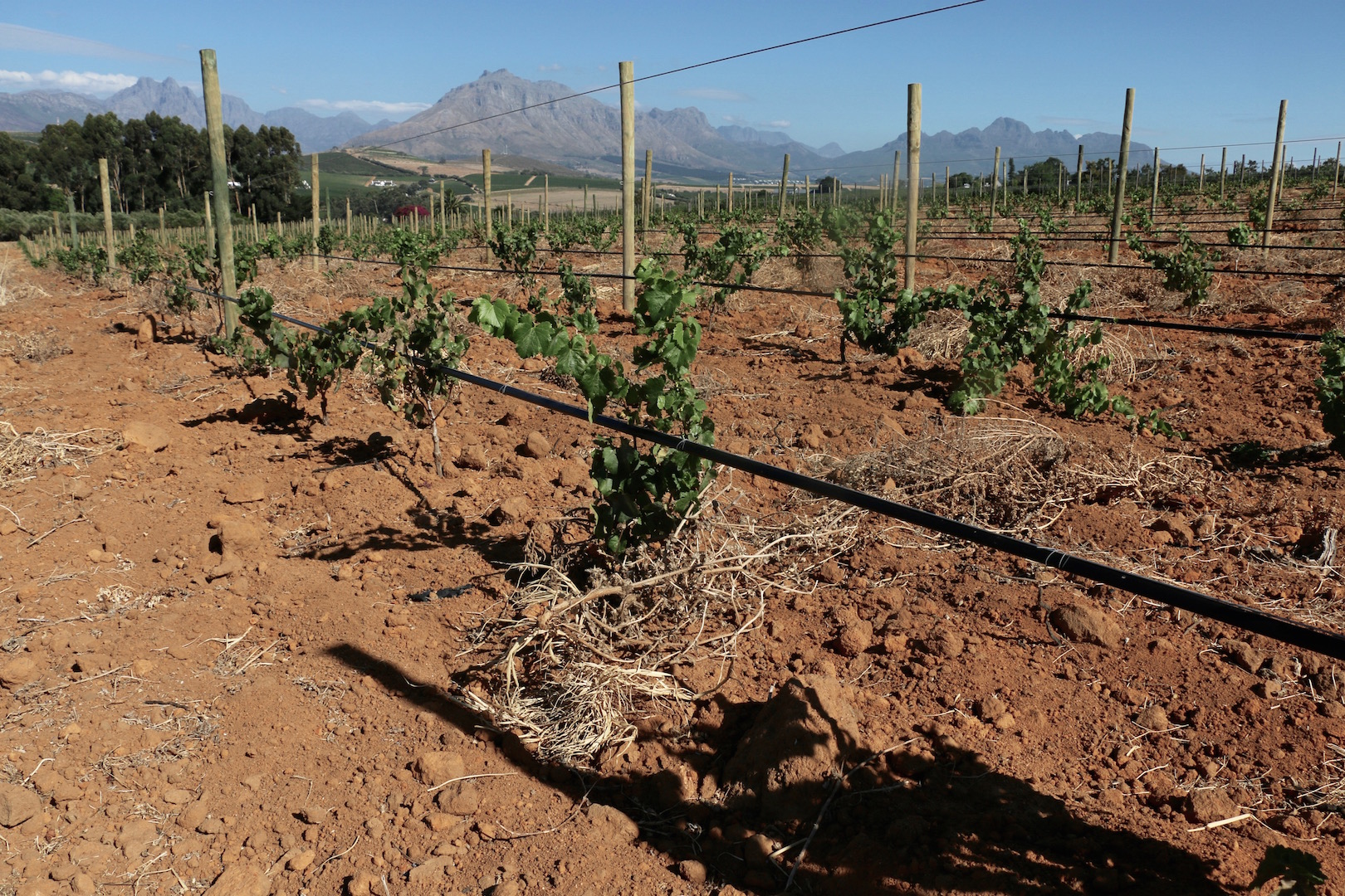 Fields of the Western Cape in South Africa are now brown and dusty, as farmers reduce their irrigation to preserve water. 