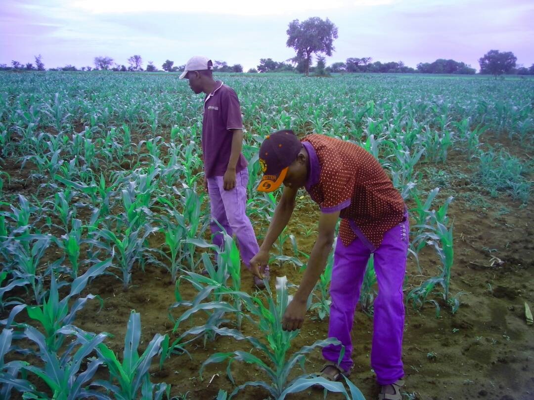 Zimbabwe farmer