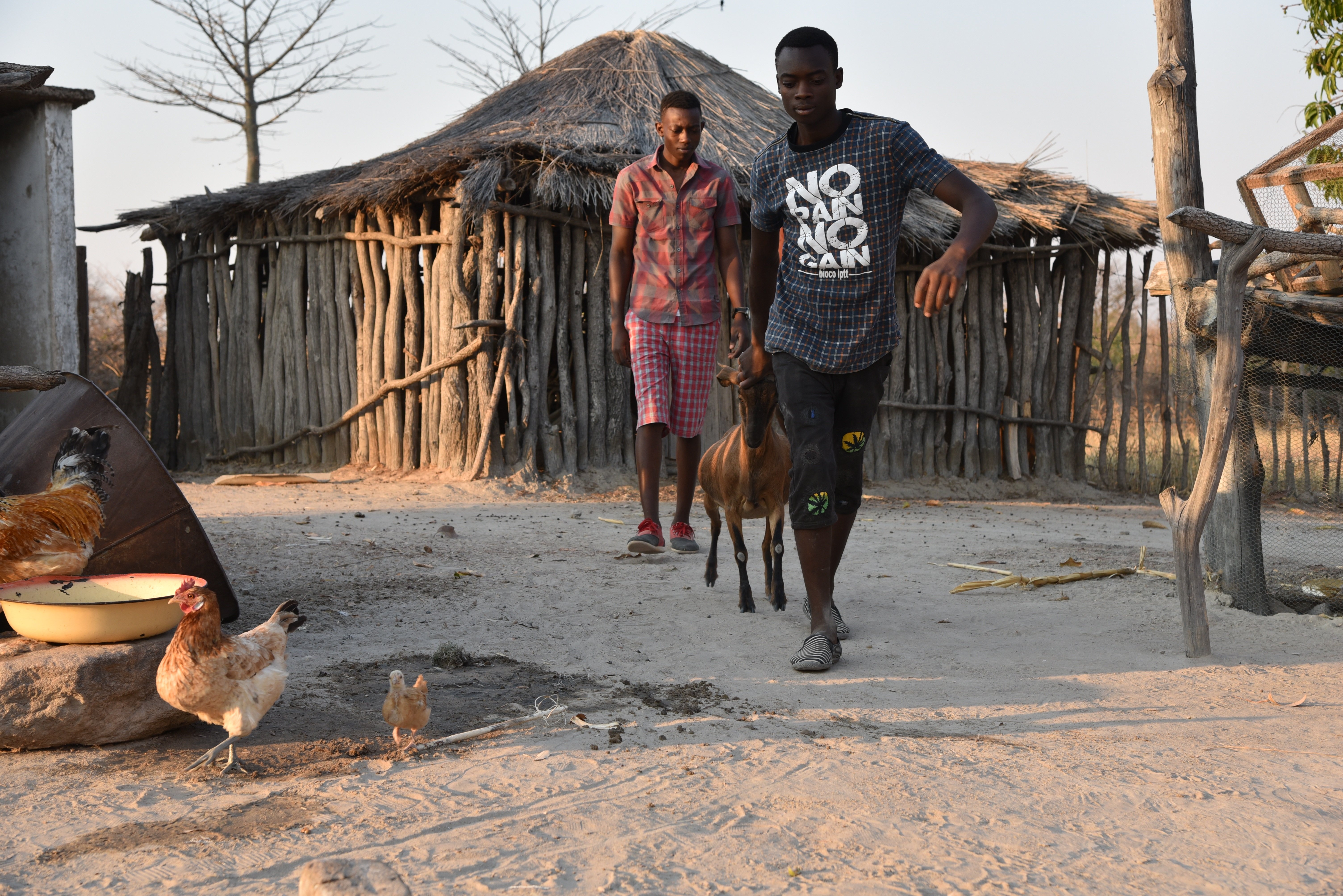 Livestock Zimbabwe