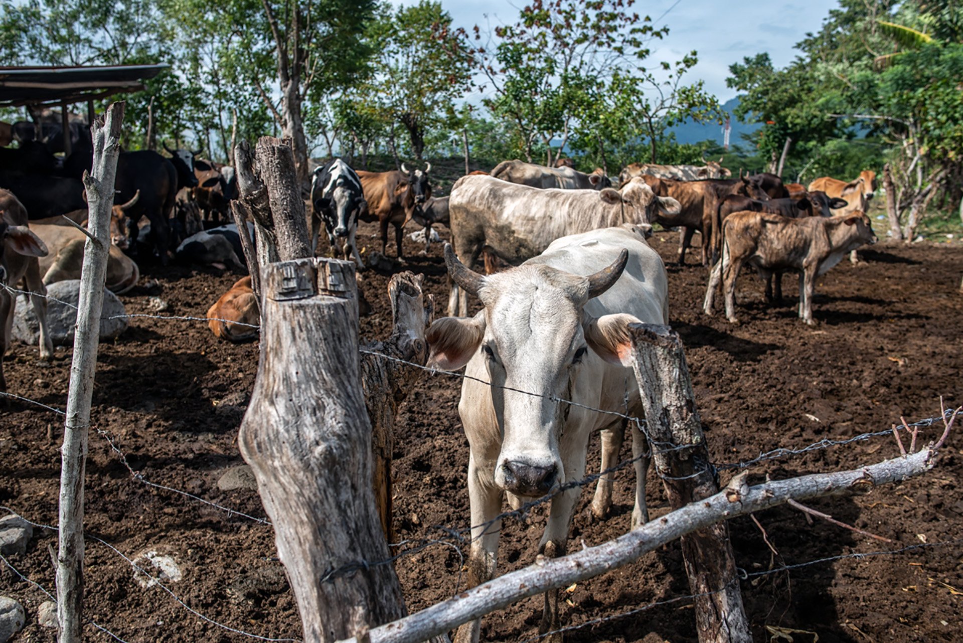 A cattle farm along the banks of the Rio Blanco in San Pedro Sula, Honduras. Farmers rent the land and sell what's harvested to the owners – a modern-day sharecrop