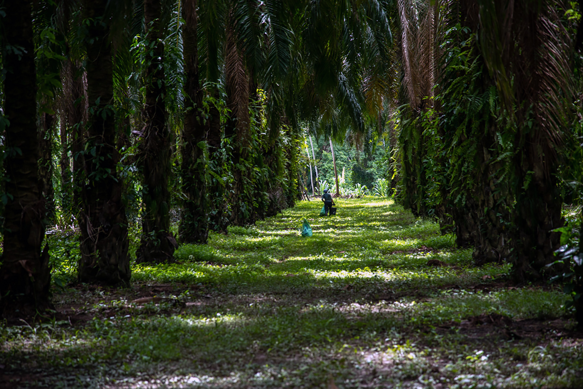 A woman working on an African Palm plantation in Tocoa, Honduras