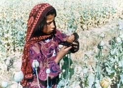 [Afghanistan] Young girl harvesting opium resin.