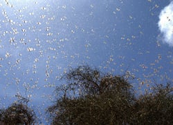 Swarms of desert locusts are descending on Africa's Sahel region. July/August 2004.