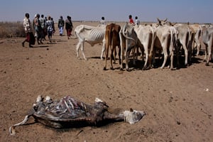 [Kenya] Desperate pastoralists lead their animals up to 100km to water, here at the desolate Arbajahan borehole, 460 miles north-east of Nairobi in Wajir district, only to see them die from exhaustion when they arrive. Wajir is arguably the epicentre of K