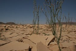  The once fertile land with all types of flora and fauna has painfully turned into a hostile terrain, Jordan, 24 May 2006. Public officials say the kingdom has been robbed of its fair share of surface water because neighbouring countries help themselves t