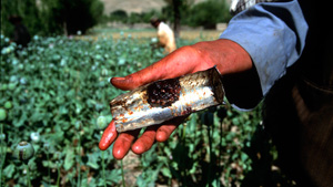 [Afghanistan] Opium harvest in a poppy field in Badakhshan, Afghanistan, 2003.
The cultivation of opium has largely increased during the last decade: according to the United Nations Office on Drugs and Crime, in 2004 poppies were grown on 1,300 km², abo