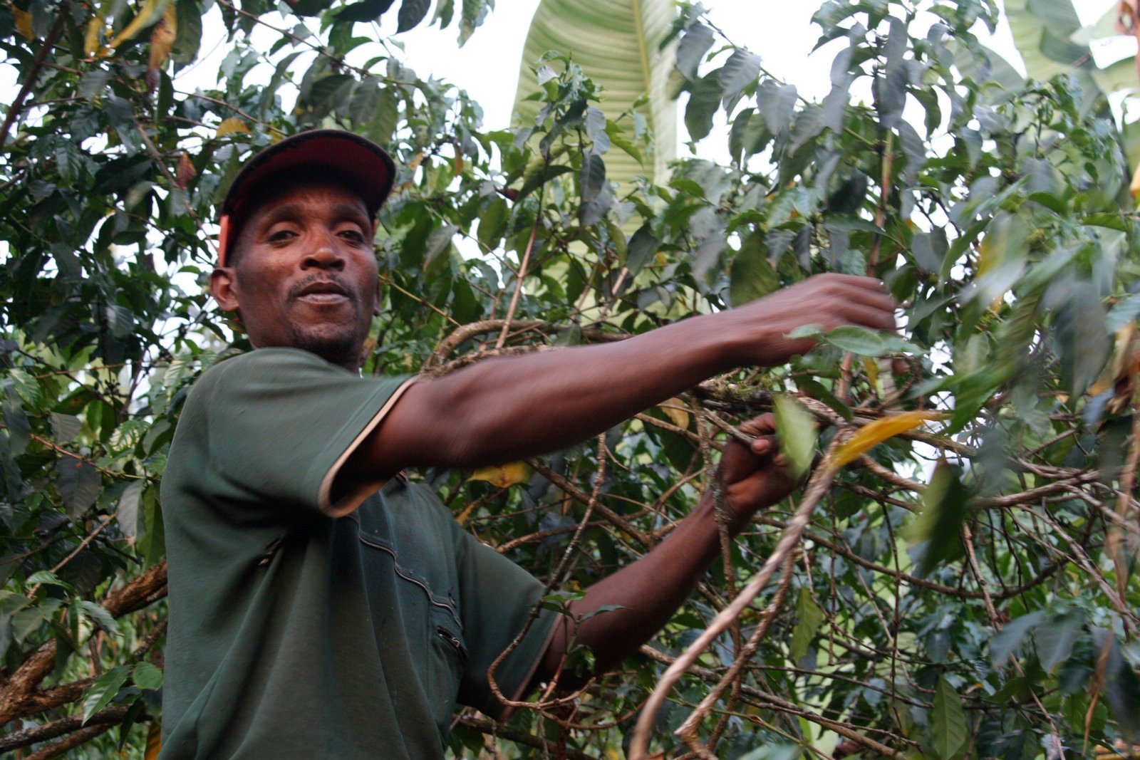 A coffee farmer tends to his coffee plants in Ethiopia's Yirgacheffe region, Ethiopia, April 2007.