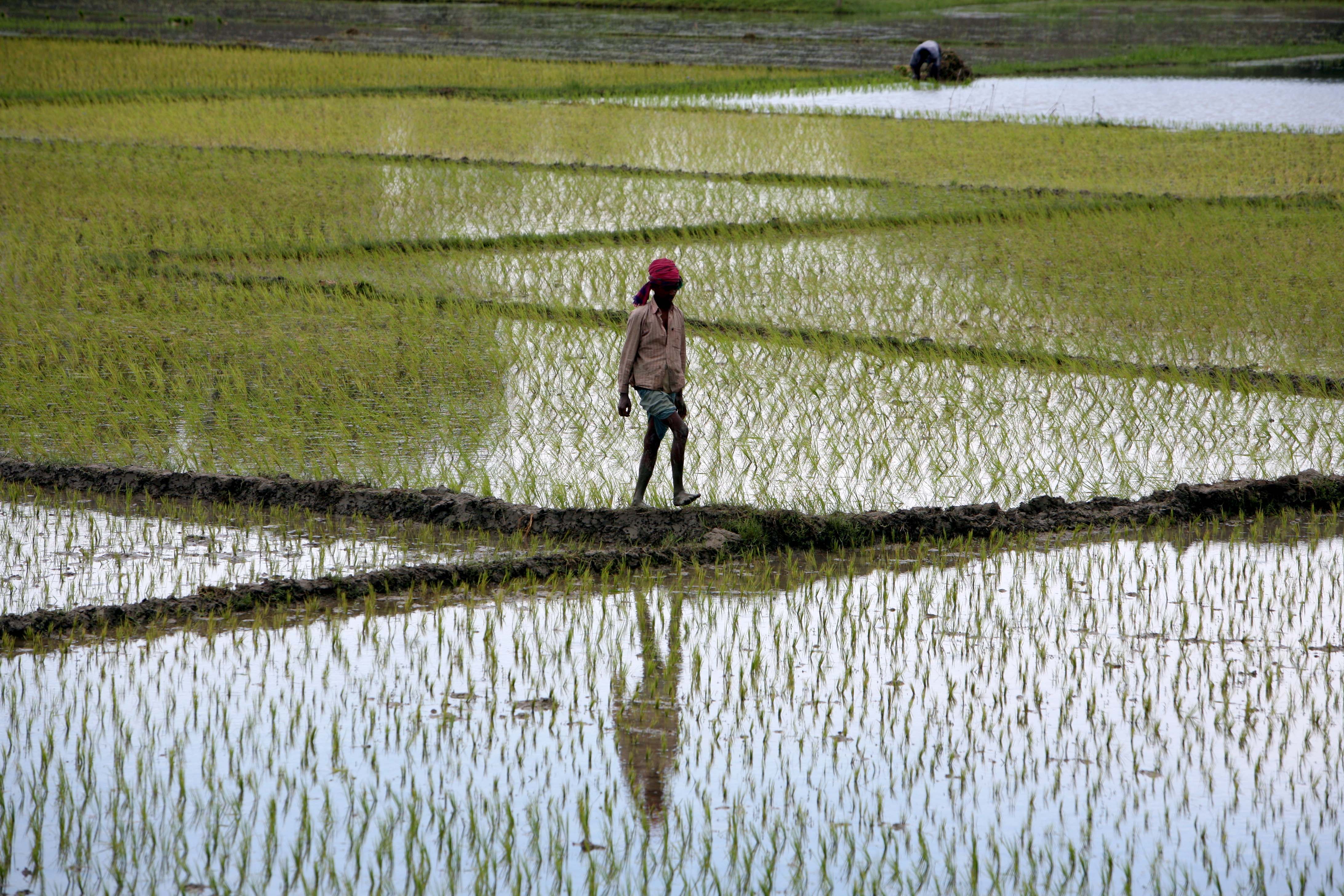 A farmer treks though his rice paddy in Dhaka, Bangladesh, 2007. Rice is the cheapest source of food for the population of about 144 million people.