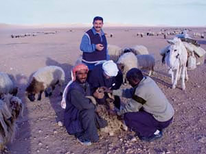 Blood collection from small ruminants
in southern Iraq, January 2003.
