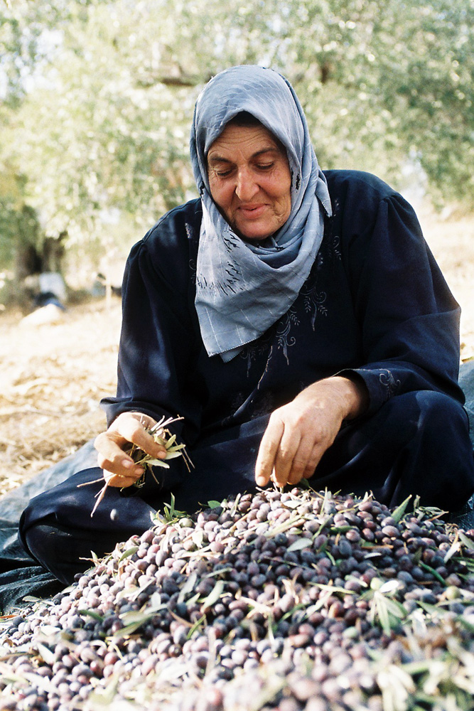 Aitaf Abdel Raul is the only person in her family to be granted a permit to harvest. Much of Jayyous' agricultural land lies between the separation barrier and Israel, requiring all Palestinians to have a permit to access the area.