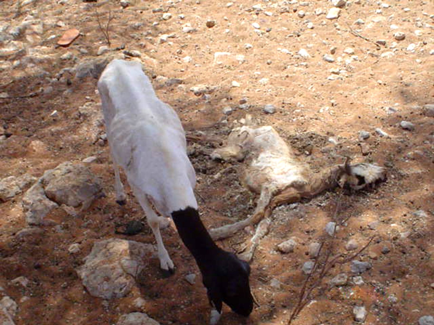 A hungry ewe eats from the carcass of a dead goat in pursue for ...