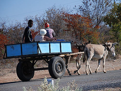 The unavailability of fuel in Harare, Zimbabwe, November 2007. Has seen more people in rural areas using scotch carts to travel. 