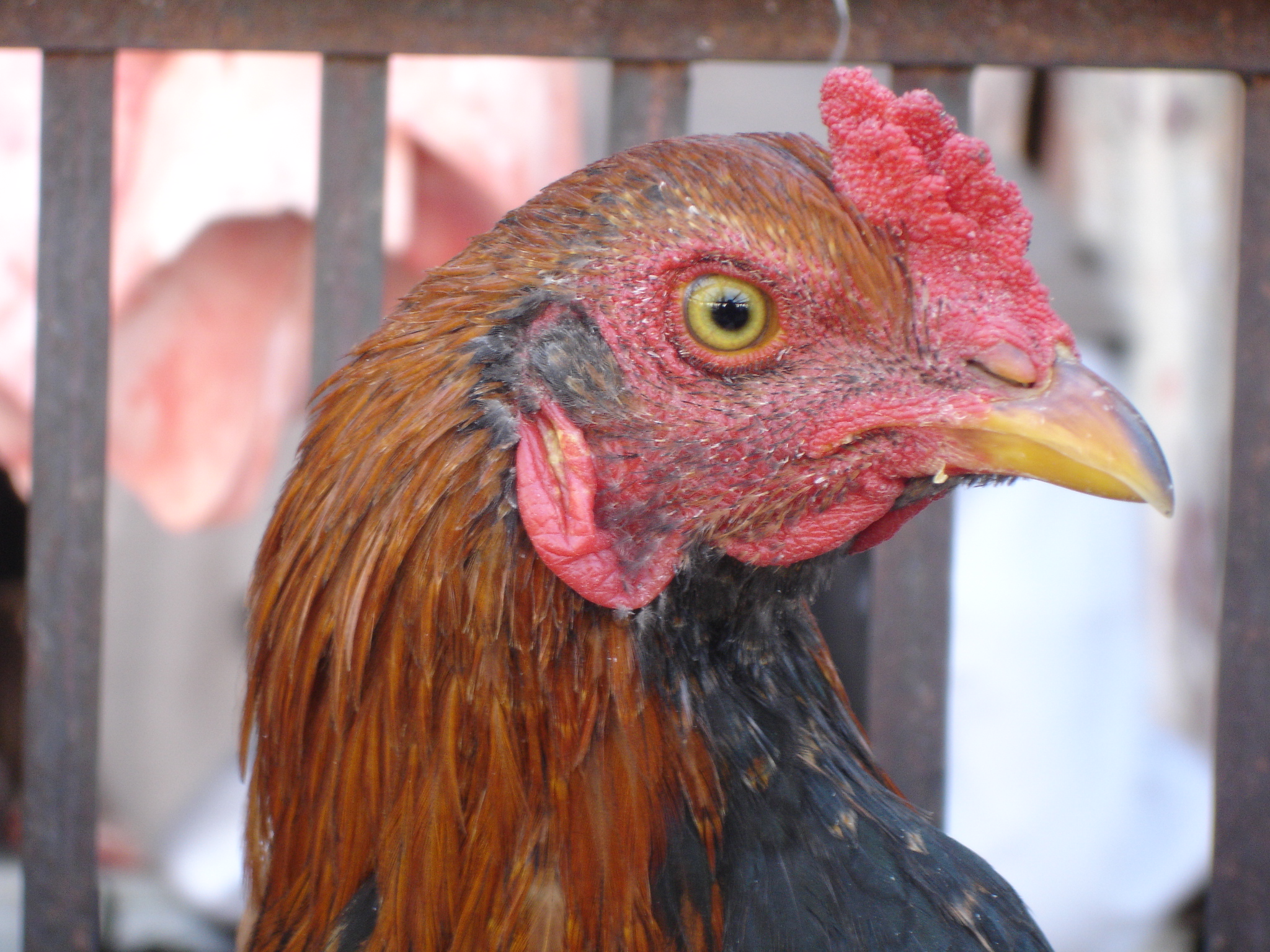 There are at least 12,000 commercial poultry farms of varying size around the country.