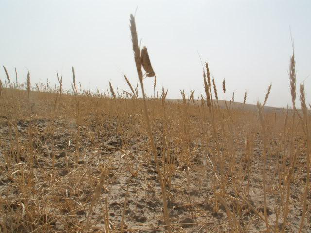 Low precipitation and drought have failed rain-fed agriculture in Afghanistan and will also negatively impact irrigated agriculture production in 2008, FAO says.