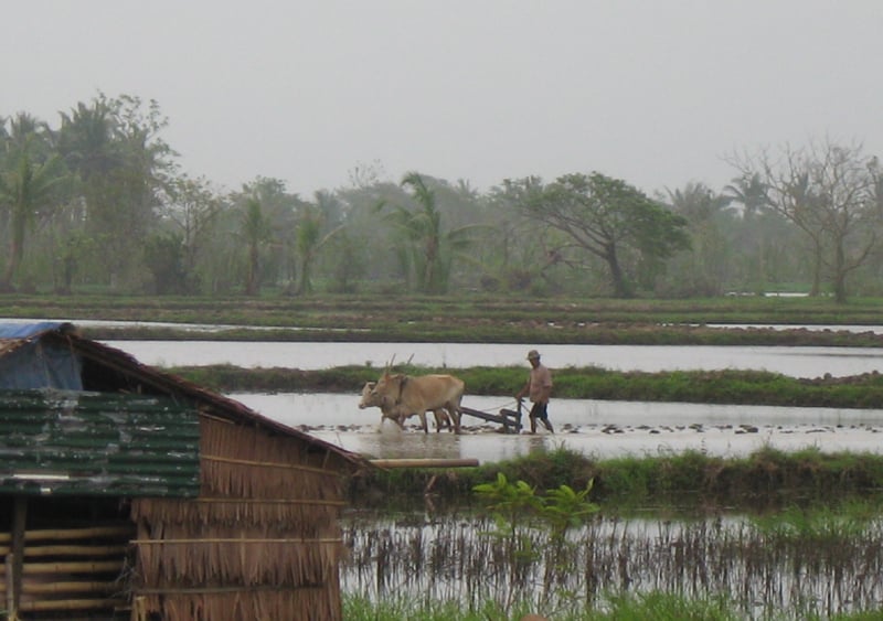 A farmer plows his field in Myanmar's cyclone-affected Ayeyarwady delta. The country's agricultural heartland was badly affected by Cylone Nargis in May 2008.