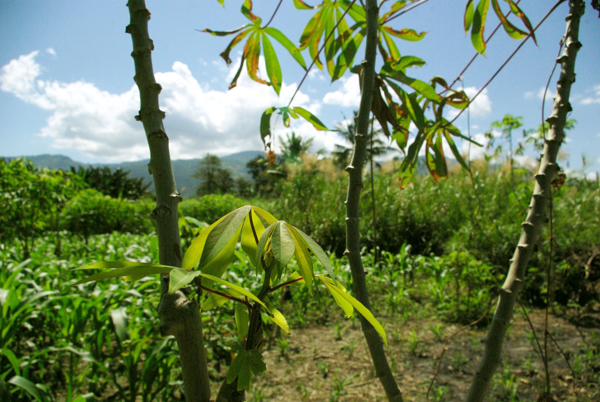 A small patch of cassava and corn grown by and largely consumed by a single family.