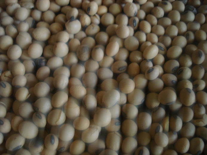 Soyabean cultivation and use is promoted to tackle malnurishment among