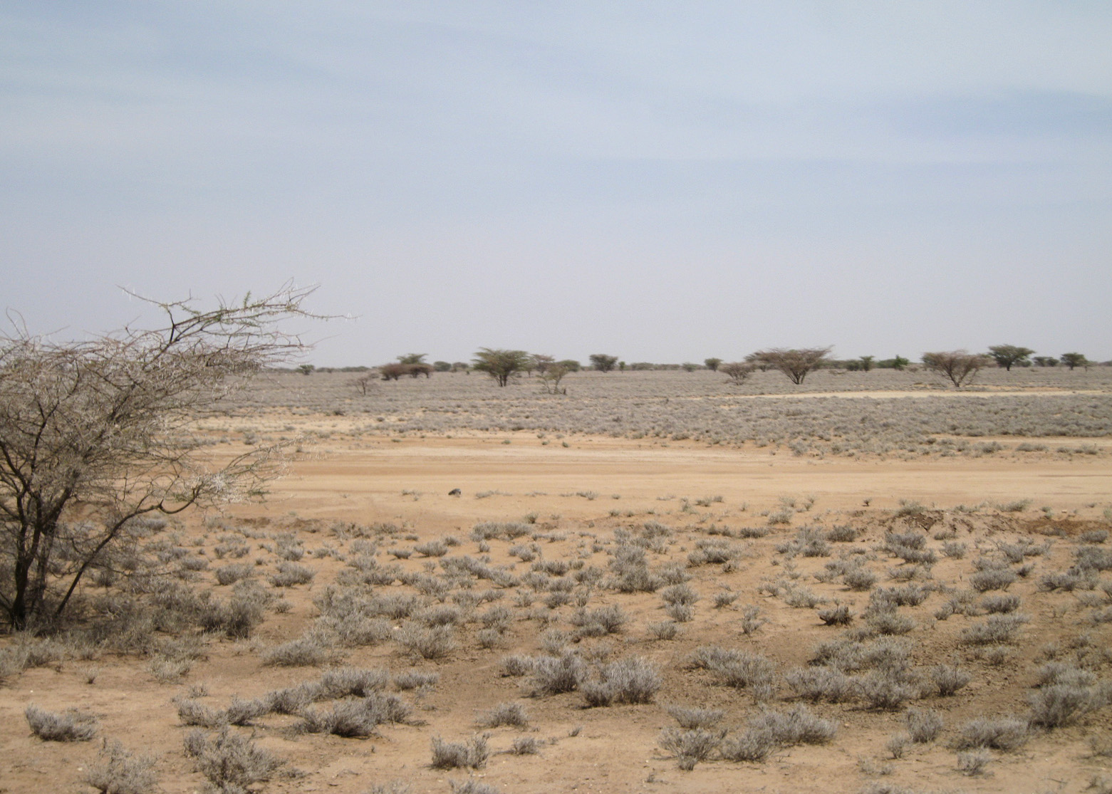 The terrain in drought stricken Lodwar