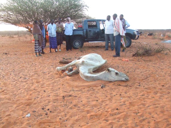 This animal has succumbed to the effects of the drought in south Mudug, central Somalia