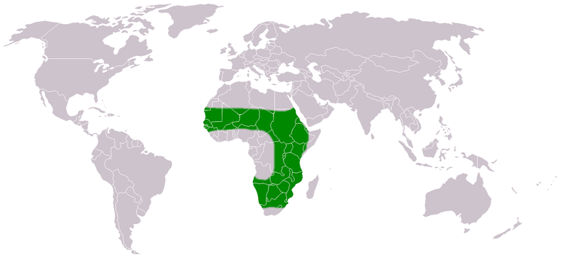 Quelea quelea distribution