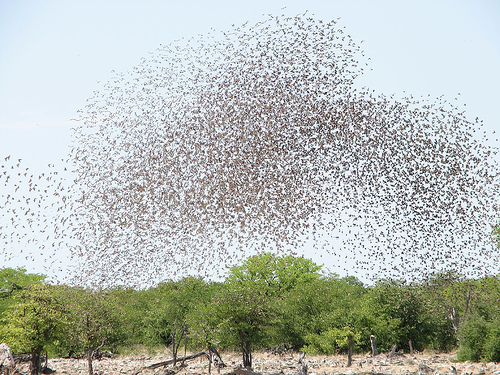 Quelea quelea flock