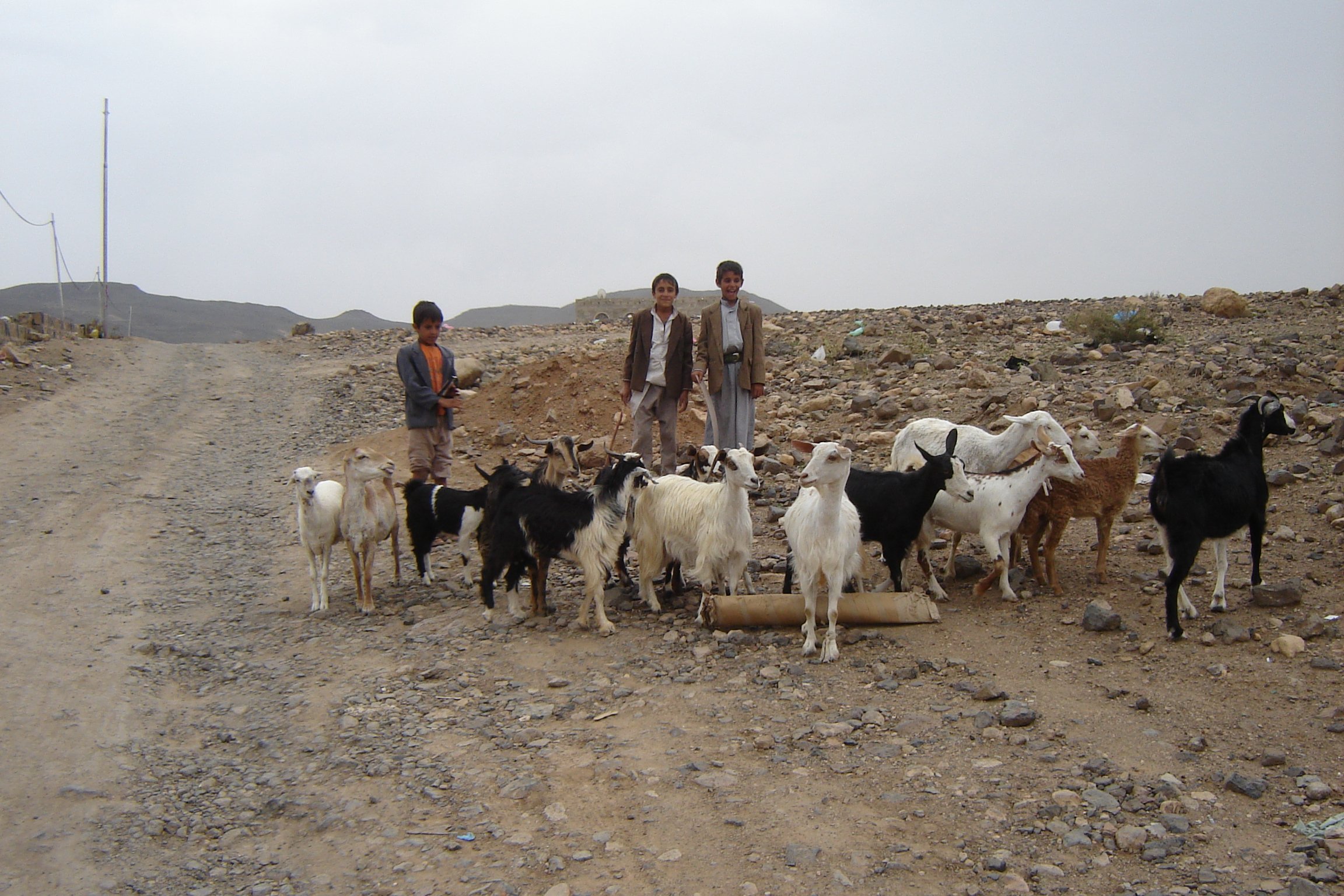 Children driving with their goats through a parched area in search of pasture