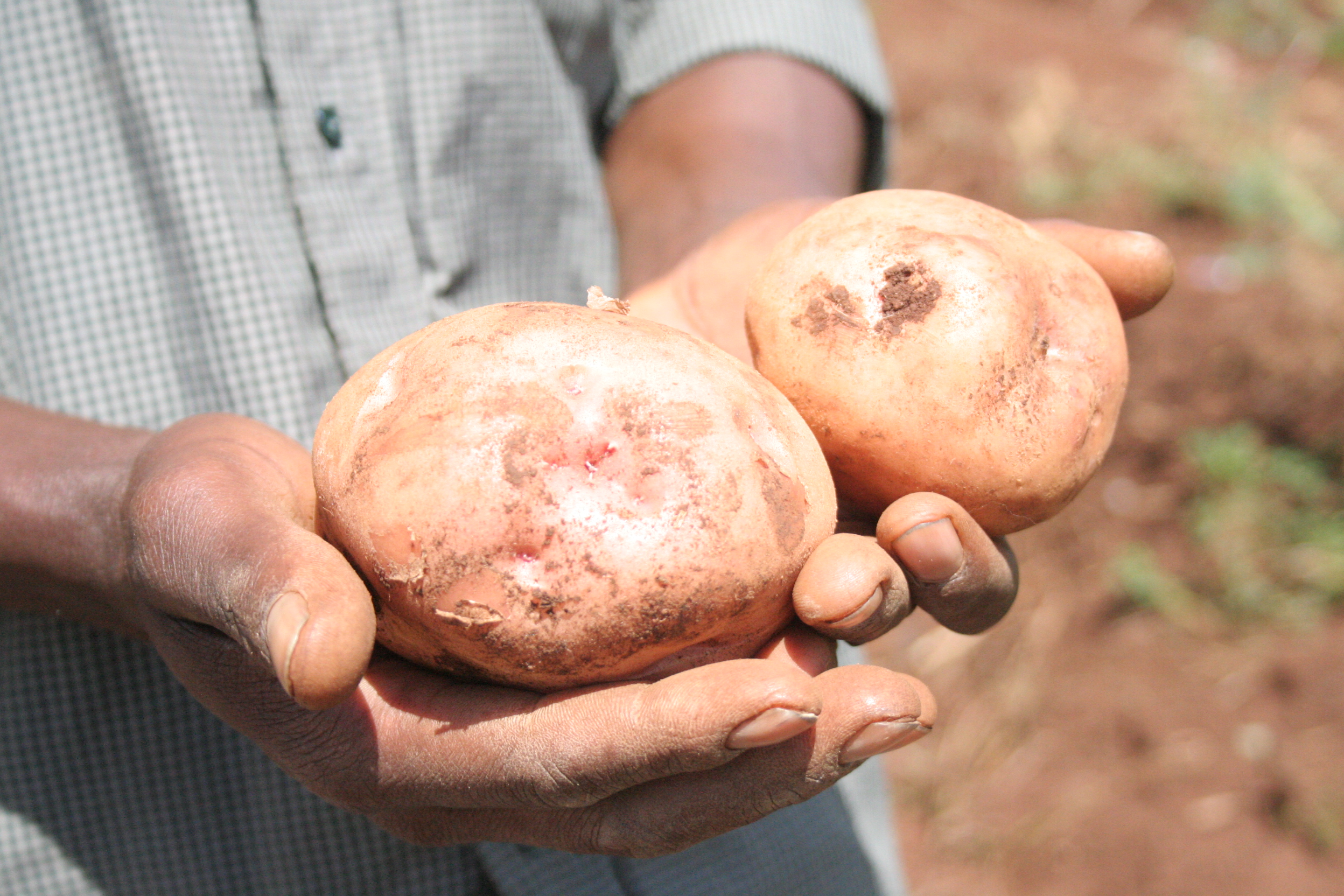 A farmer holds potatoes dug from his farm in Bureti District, Rift Valley Province