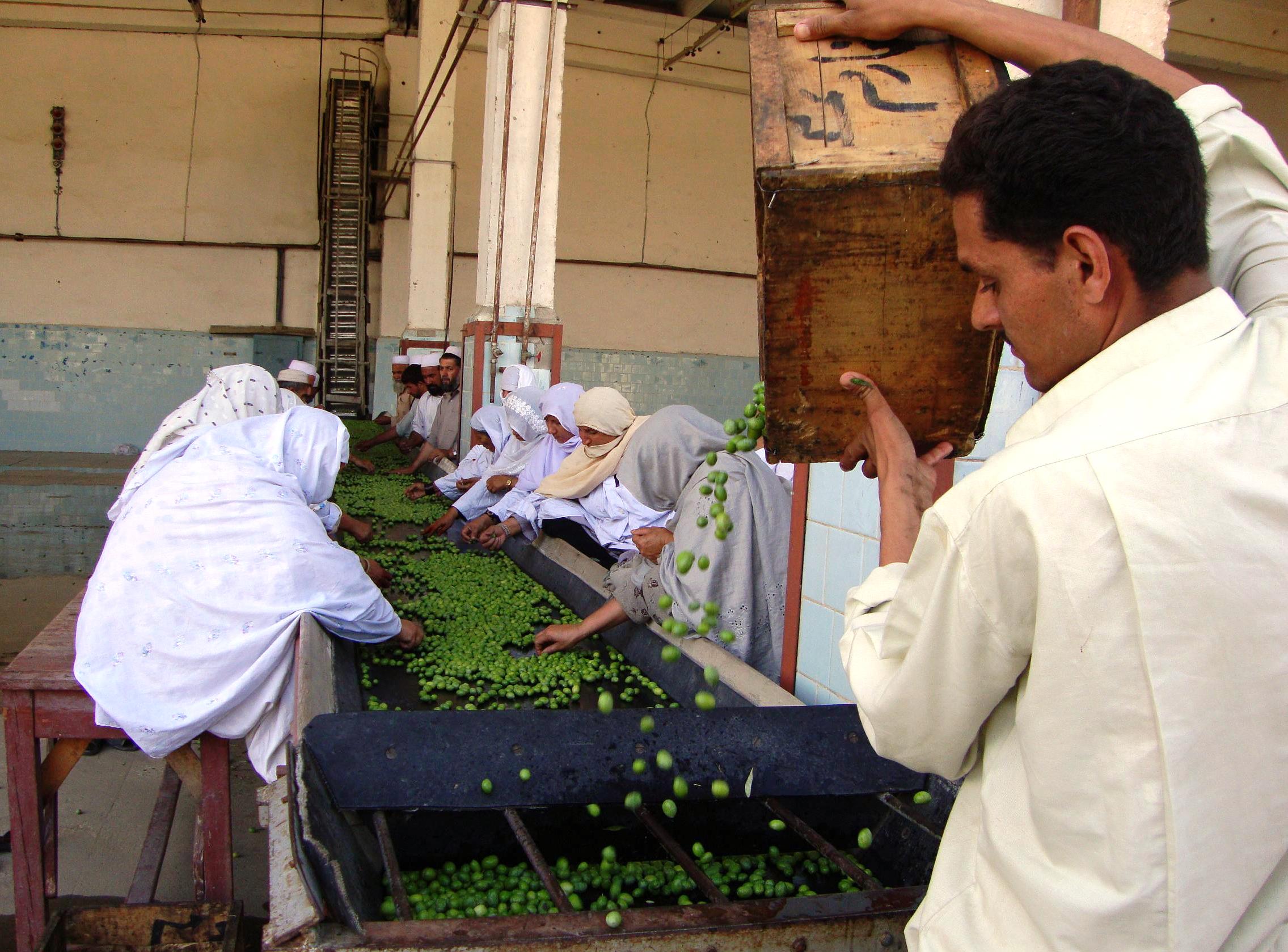 Olive production has a strong potential for development and can create