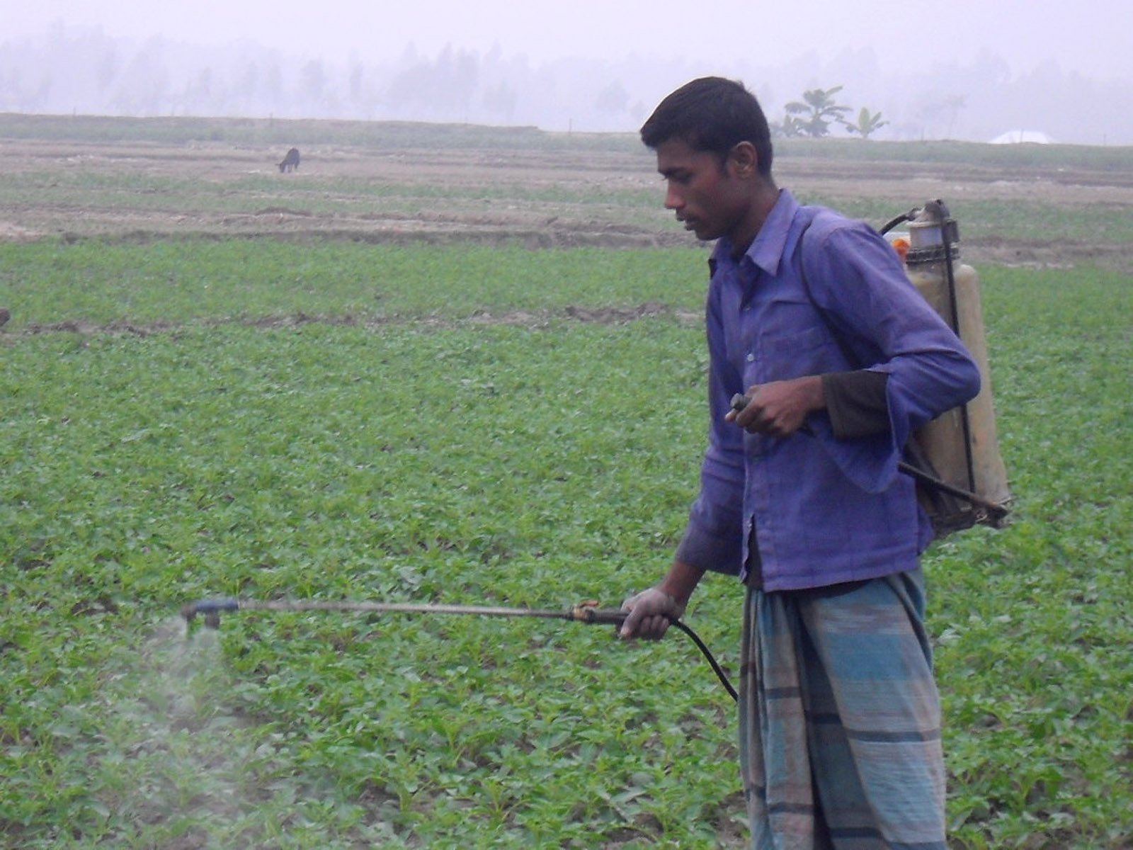 A farmer spraying pesticide on his potato field in northern Kurigram District. pesticide-related poisoning is a major health concern in Bangladesh 