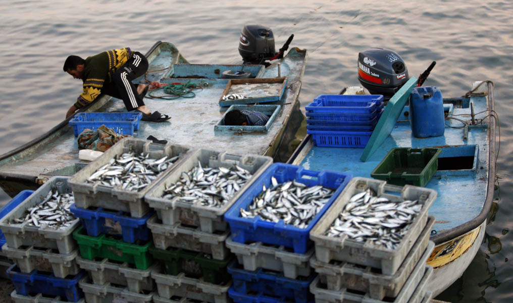 A Palestinian fisherman unloads fish from boats at the port in Gaza City. Fishermen say they are catching fewer and fewer fish because of Israel's ever-tightening restrictions