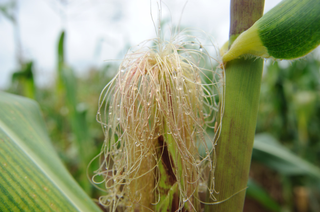 Maize being grown at Huambo's Agricultural Research Institute in Angola